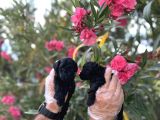 Siyahın Asaleti En Güzel Avuc Içi Kadar Poodle Yavrular