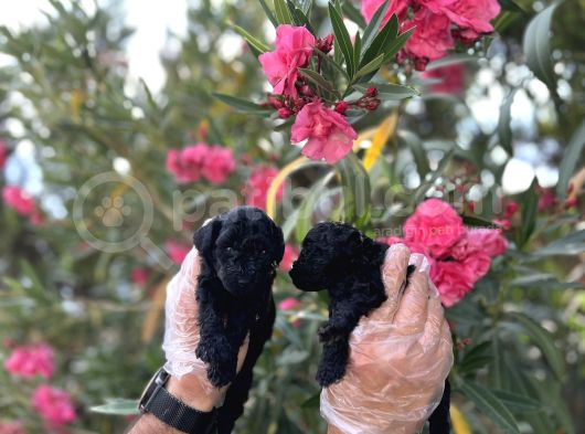 Siyahın Asaleti En Güzel Avuc Içi Kadar Poodle Yavrular görsel