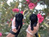 siyahın asaleti en güzel avuc içi kadar poodle yavrular