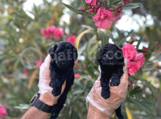 Siyahın Asaleti En Güzel Avuc Içi Kadar Poodle Yavrular