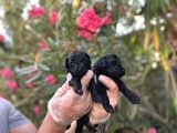 Siyahın Asaleti En Güzel Avuc Içi Kadar Poodle Yavrular