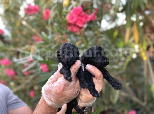 Siyahın Asaleti En Güzel Avuc Içi Kadar Poodle Yavrular görsel