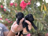 Siyahın Asaleti En Güzel Avuc Içi Kadar Poodle Yavrular