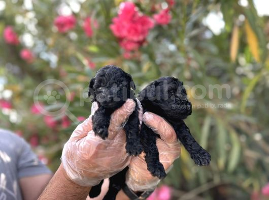Siyahın Asaleti En Güzel Avuc Içi Kadar Poodle Yavrular görsel