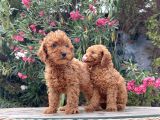 Red Brown Toy Poodle Yavrular Irk Garantili