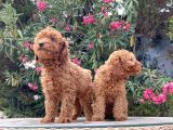 Red Brown Toy Poodle Yavrular Irk Garantili