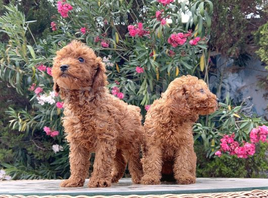 Red Brown Toy Poodle Yavrular Irk Garantili görsel