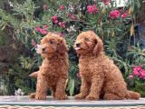 red brown toy poodle yavrular ırk garantili