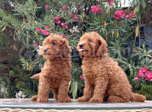 Red Brown Toy Poodle Yavrular Irk Garantili