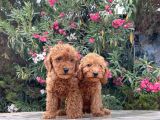 Red Brown Toy Poodle Yavrular Irk Garantili