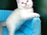 Bi̇ri̇nci̇ Sinif Ev Üreti̇mi̇ Bri̇ti̇sh Shorthai̇r Kedi̇ler