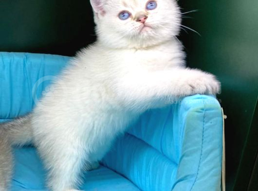 Bi̇ri̇nci̇ Sinif Ev Üreti̇mi̇ Bri̇ti̇sh Shorthai̇r Kedi̇ler görsel
