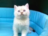 Bi̇ri̇nci̇ Sinif Ev Üreti̇mi̇ Bri̇ti̇sh Shorthai̇r Kedi̇ler