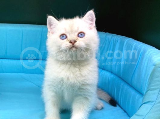 Bi̇ri̇nci̇ Sinif Ev Üreti̇mi̇ Bri̇ti̇sh Shorthai̇r Kedi̇ler görsel