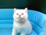 Bi̇ri̇nci̇ Sinif Ev Üreti̇mi̇ Bri̇ti̇sh Shorthai̇r Kedi̇ler