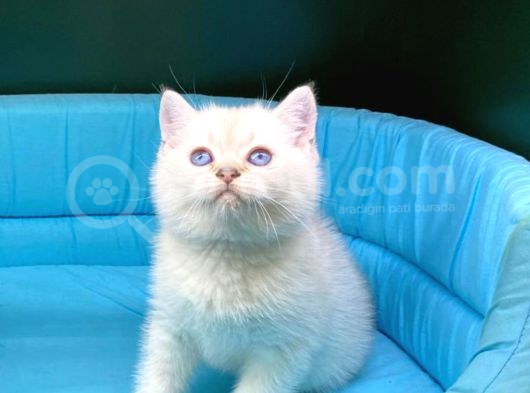 Bi̇ri̇nci̇ Sinif Ev Üreti̇mi̇ Bri̇ti̇sh Shorthai̇r Kedi̇ler görsel