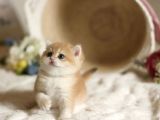 Show Kalite British Shorthair Golden Bebekler
