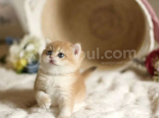 Show Kalite British Shorthair Golden Bebekler görsel