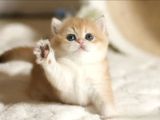 Show kalite British Shorthair Golden Bebekler