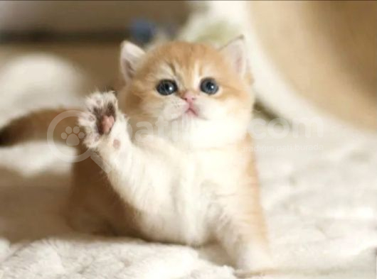 Show Kalite British Shorthair Golden Bebekler