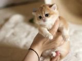 Show Kalite British Shorthair Golden Bebekler
