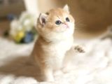 Show Kalite British Shorthair Golden Bebekler