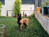 7 aylık dişi aşıları tam çip takılı