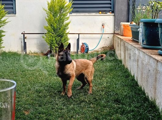 7 Aylık Dişi Aşıları Tam Çip Takılı