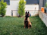 7 Aylık Dişi Aşıları Tam Çip Takılı