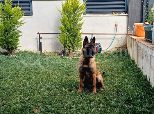 7 Aylık Dişi Aşıları Tam Çip Takılı görsel