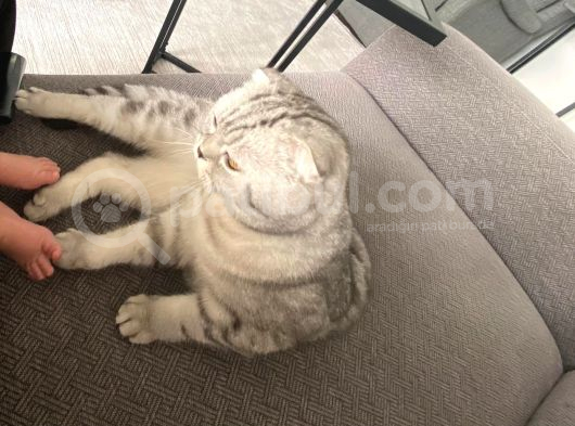 Schottish Fold Ücretsiz Sahiplendirme görsel