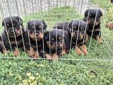 A Screli Yavrular Üst Düzey Kaliteli Yavrular