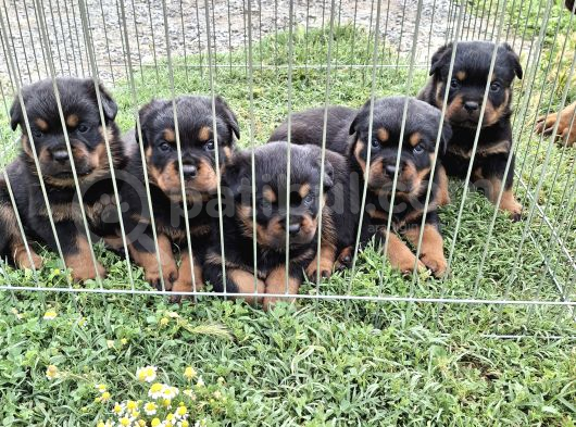 A Screli Yavrular Üst Düzey Kaliteli Yavrular görsel