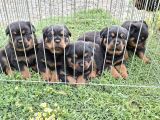 A Screli Yavrular Üst Düzey Kaliteli Yavrular