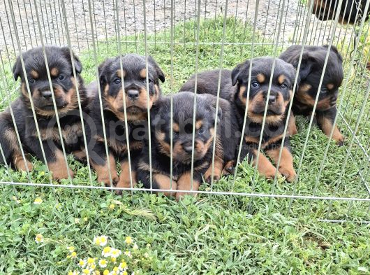 A Screli Yavrular Üst Düzey Kaliteli Yavrular görsel