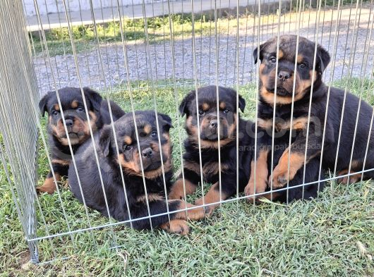 A Screli Yavrular Üst Düzey Kaliteli Yavrular görsel