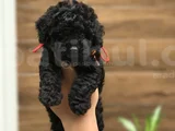 Toy Poodle Bebekler
