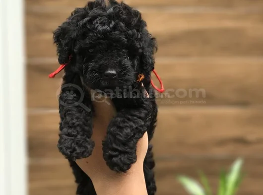 Toy Poodle Bebekler görsel