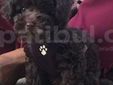 Toy Poodle Bebekler
