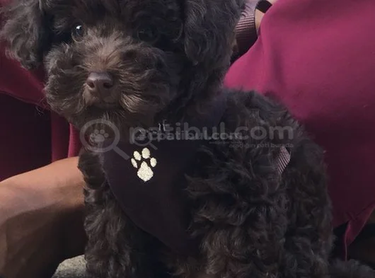 Toy Poodle Bebekler görsel