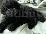 TOY POODLE BEBEKLER