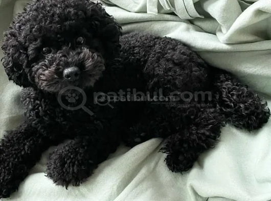 Toy Poodle Bebekler