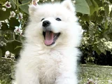 KARBEYEZ SAMOYED YAVRULARIMIZ