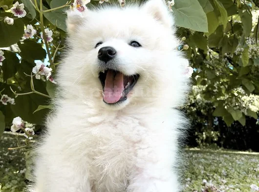 KARBEYEZ SAMOYED YAVRULARIMIZ