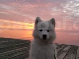 Karbeyez Samoyed Yavrularimiz