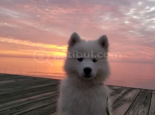 Karbeyez Samoyed Yavrularimiz görsel