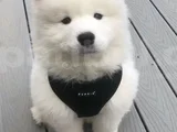 Karbeyez Samoyed Yavrularimiz