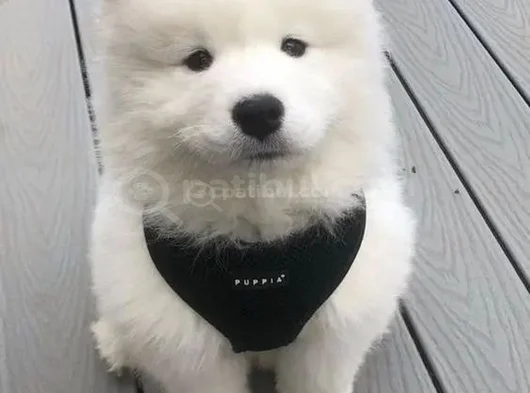 Karbeyez Samoyed Yavrularimiz görsel