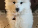 Karbeyez Samoyed Yavrularimiz
