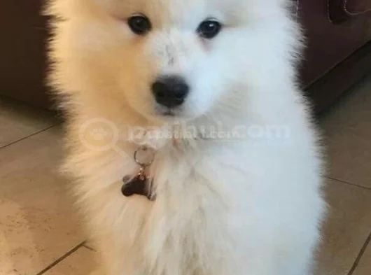 Karbeyez Samoyed Yavrularimiz görsel